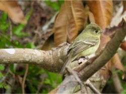 Pacific-slope Flycatcher